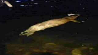 Mudanyada denizde fok balığı görüldü