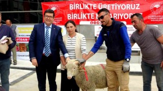 Muğlada 75 adet koç ve 625 kilogram yerfıstığı üreticilere dağıtıldı