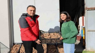 Muğlada Zerdeçal ve Zencefil üretimine büyük ilgi