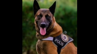 Narkotik Dedektör Köpeği Poyraz Hayatını Kaybetti