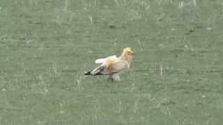 Nesli tükenme tehlikesi altındaki akbaba Karsta görüntülendi