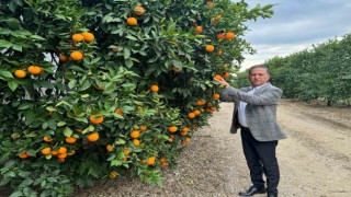 Nisanda portakal çiçeği kokan Çukurova, narenciye üretiminde Türkiye birincisi