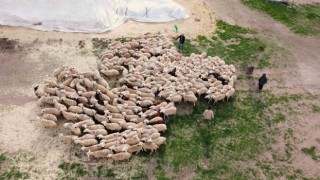 Öğretmenliği bıraktı, köyüne dönüp koyun yetiştiriciliğine başladı