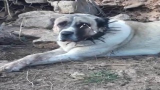 Oklu kirpinin fırlattığı ok gözüne isabet eden köpek kör oldu, 2 köpek yaralandı
