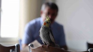 Ölürüm Türkiyem şarkısını söyleyen papağan güldürüyor