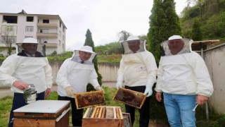 Orduda ana arı yetiştiriciliği yaygınlaşıyor