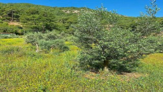 Ortacada zeytin bahçelerinde zararlılar tespit edildi