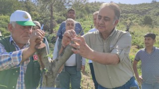 Osmaniye'de 10 Bin Zeytin Aşılandı