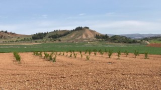 PAÜ Ziraat Fakültesi ilk fidan tüpleme işlemini gerçekleştirdi