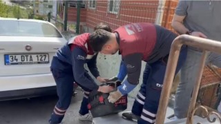 Pendikte yaralı halde bulunan atmaca tedavi edildi