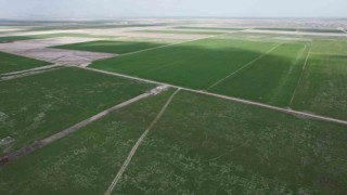 Rekolte için doğru ilaçlama ve sulama önerisi