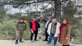 Rengarenk kuş yuvaları ormanı süsledi