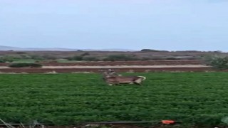 Salda Gölü kenarına bırakılan kızıl geyik yonca ve pancar tarlasında görüntülendi