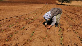 Salihlide tütün dikimi başladı