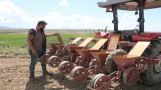 Sandıklıda bu yıl şeker pancarında 170 bin ton rekolte bekleniyor