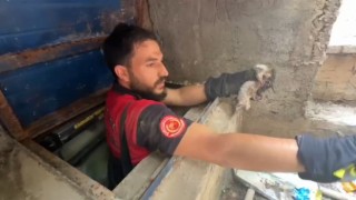 Şanlıurfada su kuyusuna düşen yavru kedi kurtarıldı