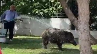 Şehre inen domuz sürüsünü hortumla serinletti
