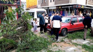 Seyir halindeki otomobilin üzerine ağaç devrildi