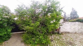 Şiddetli rüzgar Yunakta ağacı devirdi