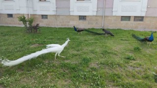 Sınırda 5 tavus kuşu ele geçirildi