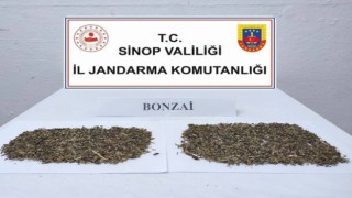 Sinopta 10 gram bonzai ele geçirildi