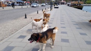 Sinopta başıboş köpekler vatandaşları tedirgin ediyor