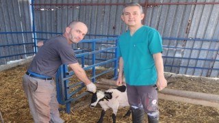 Sökede kurbanlık koyunlara kulak küpesi uygulaması