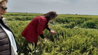 Sökede tarım arazilerinin röntgeni çekildi