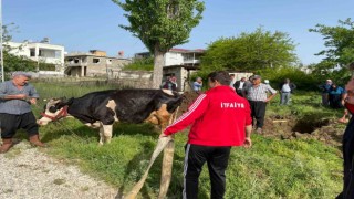 Su kuyusuna düşen koyun ve inek kurtarıldı