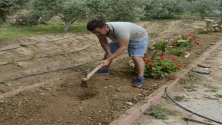 Sultanhisarda fidanlar toprakla buluştu