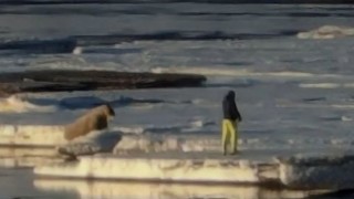 Svalbard Adasında deniz aygırına yaklaşan turiste para cezası