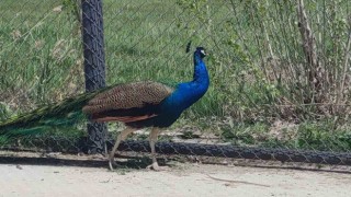 Tavus kuşları emin ellerde