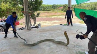 Taylandda otomobilin kaputundan 16 kilo ağırlığında zehirli yılan çıktı