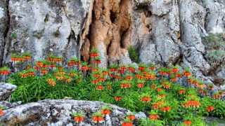 Aman bu laleyi koparmayın yanarsınız!