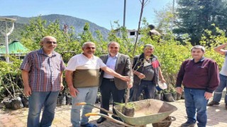 Trabzon hurma fidanı dağıtıldı