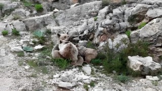 Tuncelide anne ayı, yavrularını emzirirken görüntülendi