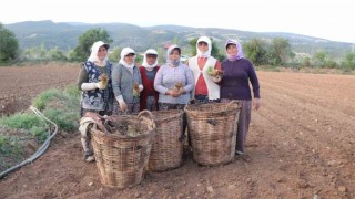 Tütün ambarı Denizlide fideler toprakla buluştu