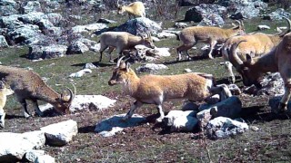 Yaban keçisi sürüsü fotokapanla görüntülendi