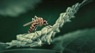 Yaz Kabusu Sivrisineklere Karşı İlaçlama Talebi