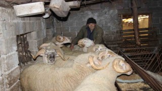 Yıllarca Türkiyenin her yerini dolaşan kamyon şoförü huzuru koyunlarda buldu