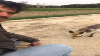 Yiyecek arayan tilkiyi vatandaş elleriyle besleyip kurabiye yedirdi