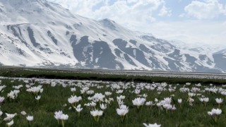 Yüksekovada kardelen ve çiğdemler çiçek açtı