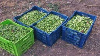 Zeytin üreticisine plastik kasa desteği