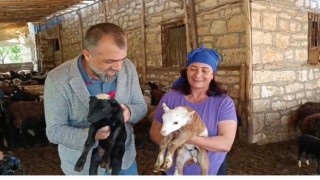 10 koyunla başladı, şimdi kendi işinin patronu oldu
