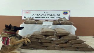 230 kilogram kaçak tütün ele geçirildi