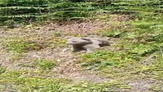 Aç kalan ayılar yayla evlerini talan etti