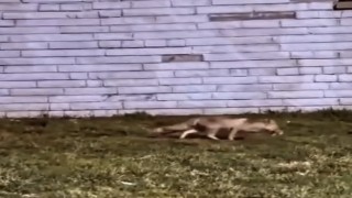Aç kalan tilki şehir merkezine indi