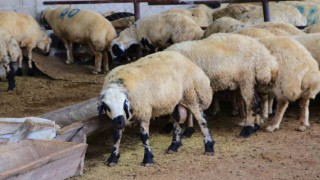 Adanada küçükbaş kurbanlıkların fiyatları belirlendi