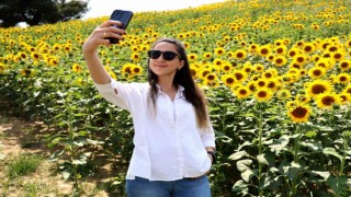 Çukurova çiftçisi bu sene ayçiçeğinden umutlu