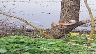 Ağacın dalında dolaşan sincap böyle görüntülendi